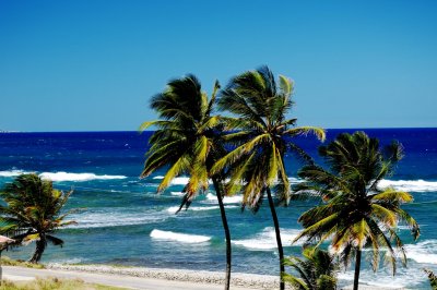 palms by the sea