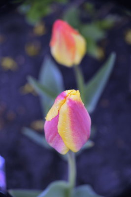 tulip 01.jpg