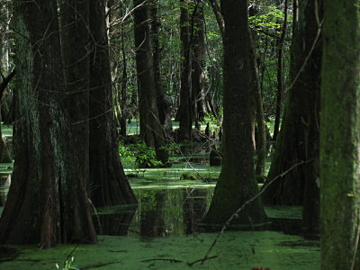 Swamp03