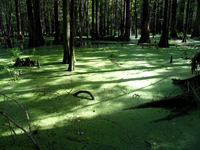 Swamp08