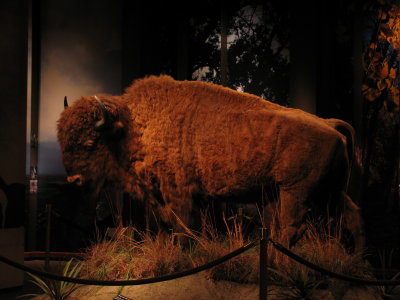 Bison in Arch Museum