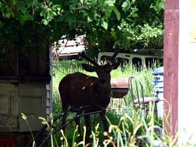 Mule deer in yard in Ouray