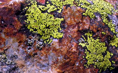 lichen on rocks