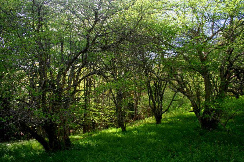 Old Apple Orchard in Wilderness Area tb0509dmr.jpg