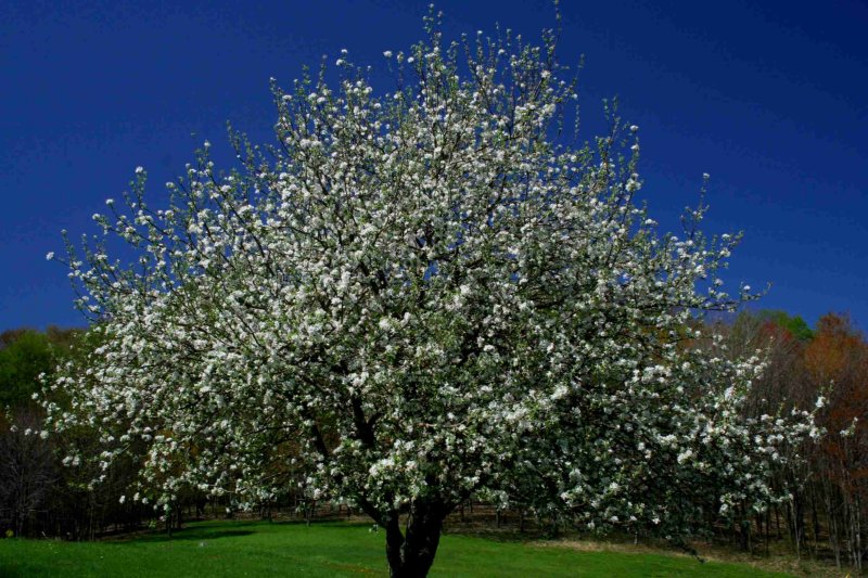 Apple Tree Blooming on Spring Colors tb0409air.jpg