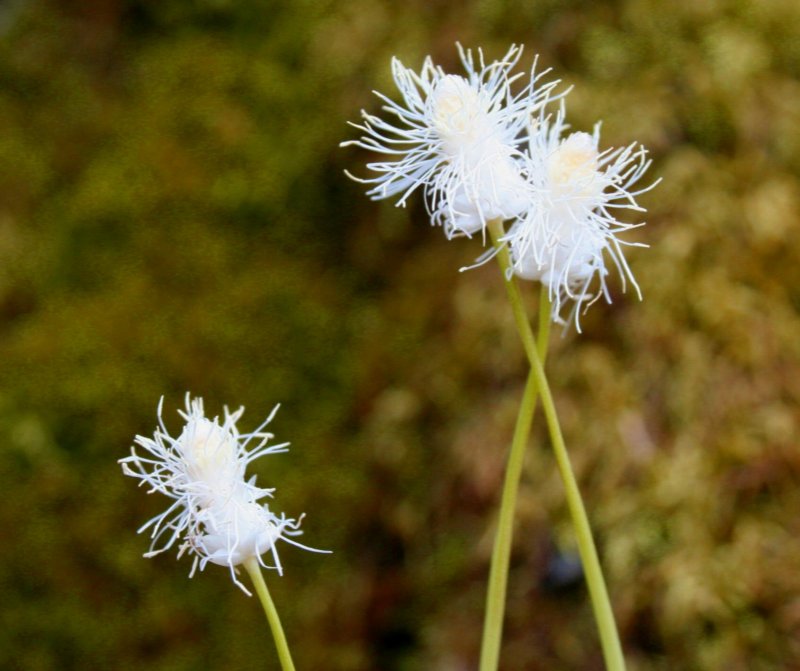 Frasers Sedge Spring Blooms tb0409fcr.jpg