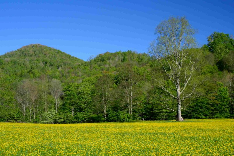 Spring Woodlands by Yellow Field and Blue Sky tb0509pqr.jpg