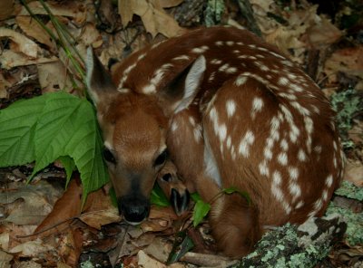 Whitetail Fawn Curled up in Woods tb0608