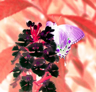 Grandiflora Alba - Black Swallowtail CNg tb1402d.jpg