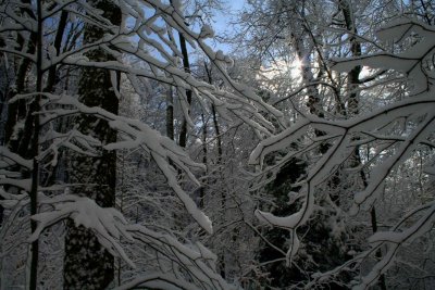 Frosted Woodlands Flare and Blue Sky tb1201er.jpg