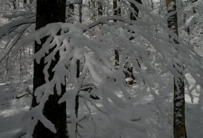 Frosted Woodland Scene Toplit tb1208ar.jpg