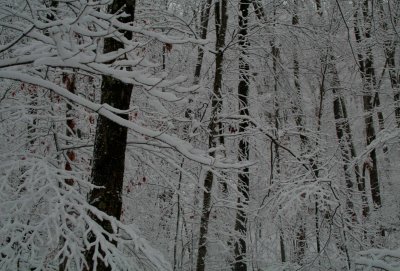 Frosted Woodland Morning Scene tb1203kcr.jpg