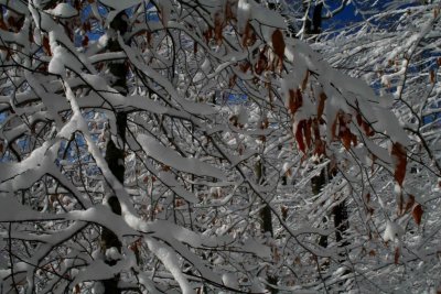 Snowy Beech Leaves and Limbs Blue Sky tb1204mr.jpg