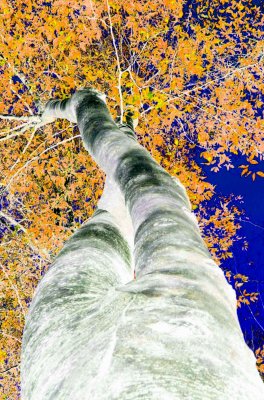 Twisted Beech Tree Colors and Sky CNg tb0109nr.jpg