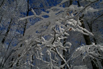 Snowy Limbs in Bright Timber tb1201cr.jpg
