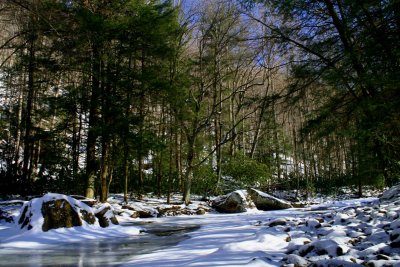 North Fork Cherry River Woods Scene tb0209cr.jpg