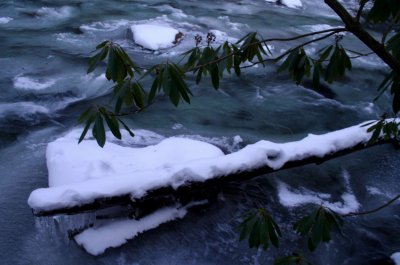 Rhodadendron over Icy River Scene tb0209bjr.jpg