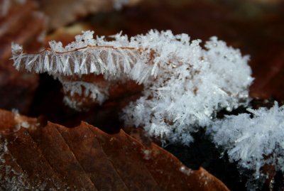 Frosty Leaves with Icy Crystal Clusters tb0209cdr.jpg