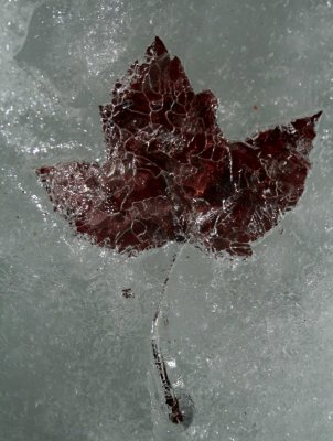 Glacierized Maple Leaf in Sun tb0209cfrr.jpg
