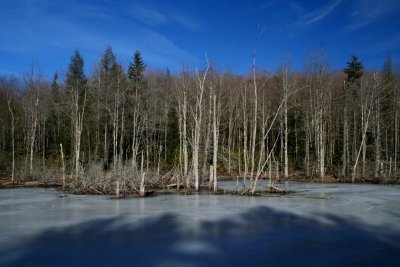 Frozen Beaver Pond Blue Sky Day tb0209cbr.jpg