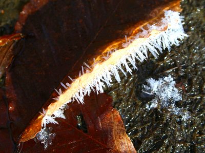 Ice Crystals on Sunny Leaf Edge tb0209chr.jpg