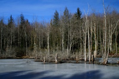 Frozen Beaver Pond Low Shadows tb0209ckr.jpg