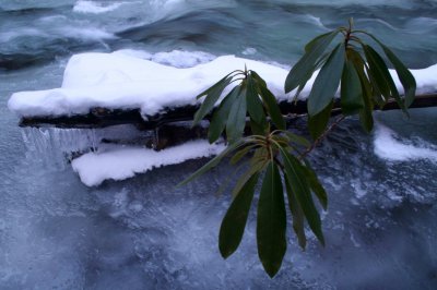 Rhodadendron over Icy Stream Scene tb0309vr.jpg