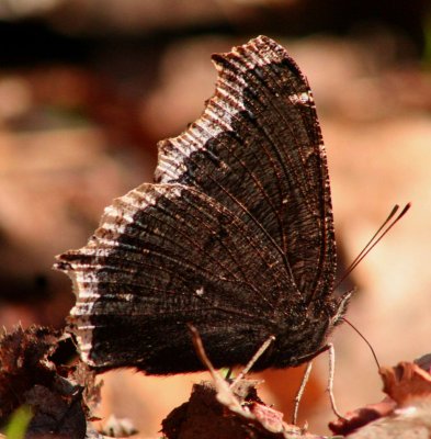 Mourning Cloak Butteryfly Sunny Pofile tb0309sr.jpg