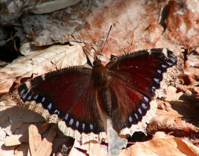 Mourning Cloak Butterfly in Sunny Woods tb0309txr.jpg
