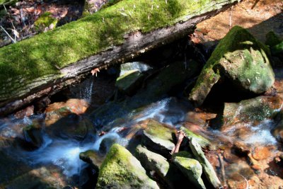Mossy Log and Stones in Stream Swifts tb0309afr.jpg