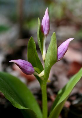 Showy Orchis Sunny Buds v tb0608r.jpg