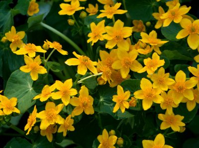 Marsh Marigolds in Spring Splendor tb0608r.jpg