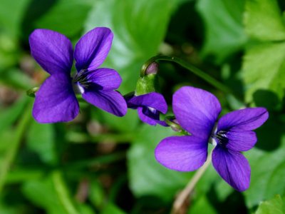 Blue Violets in Sunny Field  tb0608.jpg