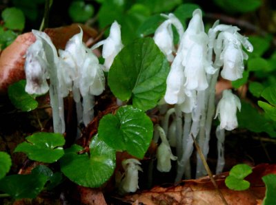 Indian Pipes Fungi Cluster tb0609cr.jpg
