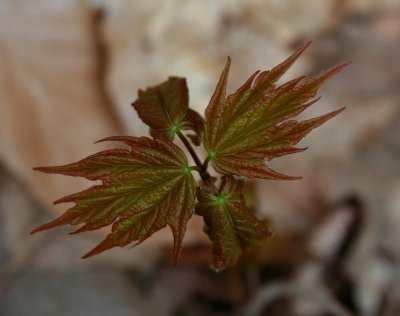 Maple Sprouting in Spring Woods tb0309arr.jpg
