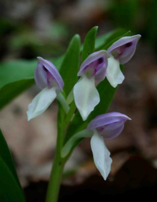 Bunch of Showy Orchis Blooms tb0409ur.jpg