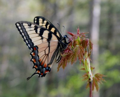 Tiger Swallowtail on Maple Bloom tb0609aa.jpg