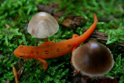 Orange Salamander Tween Mushrooms tb0409qr.jpg