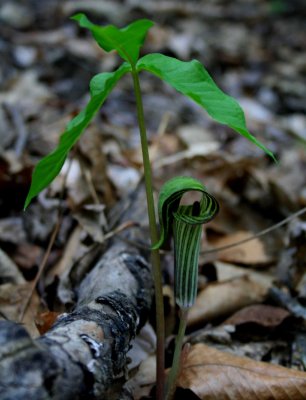 Jack in the Pulpit in Mature Woods tb0509br.jpg