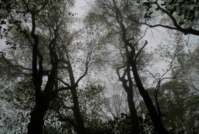 Fog Creeping Through Dark Woods tb0409arr.jpg