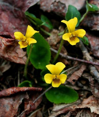 Three Yellow Violets in Spring Forest tb0409abr.jpg