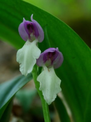 Showy Orchis Pair of Candid Blooms tb0409bgr.jpg