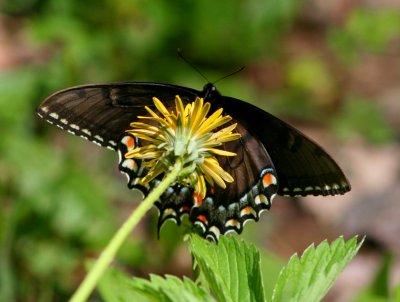 Black Swallowtail Browsing Sunlit Dandelion tb0409dbr.jpg