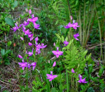Calopogon Orchids Blooming in Bog Area tb0409dhr.jpg