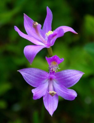 Calopogon Orchid Two Blooms  tb0609afr.jpg
