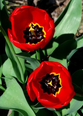 Red Tulips Sunlit Blooms tb0409fbr.jpg