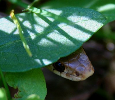 Garter Snake under Leaf Cover tb0509br.jpg