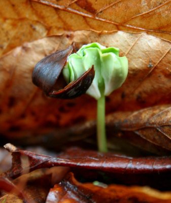 Beech Sprouting with Old Nut Hull tb0509alr.jpg