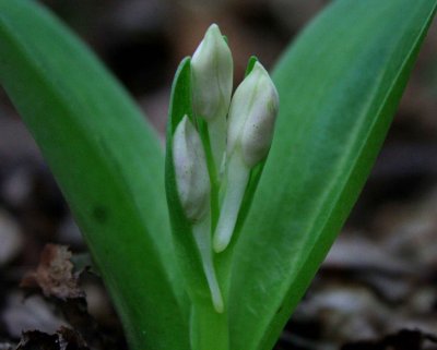 Showy Orchis in Early Bud tb0509fbr.jpg