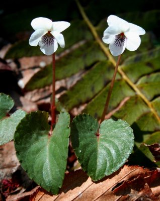 Pair White Violets in Sunny Woods tb0509sr.jpg